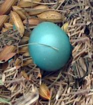 robin egg