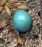 robin egg