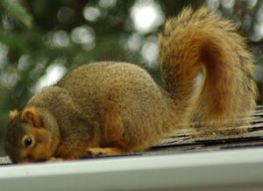 squirrel 02